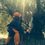 Formación curso poda de olivo